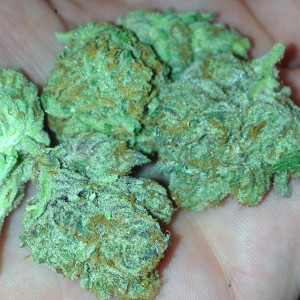 ... weed marijuana kush 420 loud lifted amsterdam weed quotes hotbox