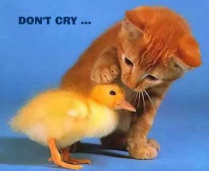 ... www.nifty-stuff.com/chickens/uploads/images/Kitsune/Cute/don_t_cry.JPG