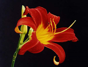 ... cards flower id web flowerpictures net summer flowers daylily