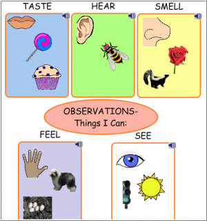 five senses activities