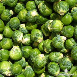 Home Vegetables Brussels Sprouts Catskill Brussels Sprout