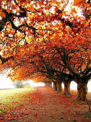 Beautiful fall colors!