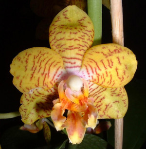 eulogy for brother lawrence in the book and it quotes brother lawrence ...