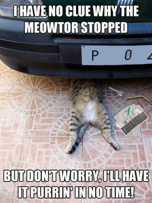 Auto repair cat…