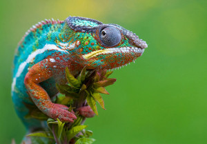 How To Be A Customer Service Chameleon