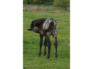 Hound › Horses & ponies for sale › All-rounder › 2014 Appaloosa ...