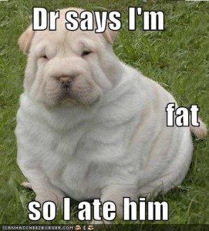 Funny dog pictures with quotes, funny dog picture, puppy dog pictures