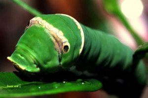 Funny Wild Animal Pictures