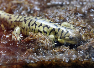 ... tiger salamander eastern tiger salamander endangered eastern tiger