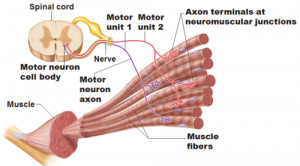 Upper Vs Lower Motor Neuron