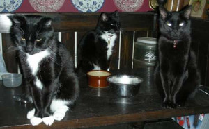 Quotes for the loss of your critter :(