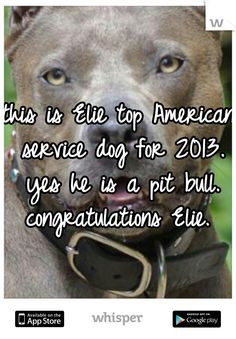 Pit bull quotes and sayings