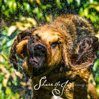Funny Bloodhound Splish Splash Was Taking Bath Bay Area
