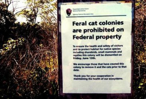 National Parks Service To “Dismantle” Stray Cat Colony On Plumb ...