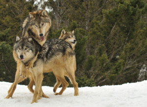 great Collection of Funny Wolf Pictures & Demon Wolf