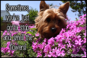 Glitter Graphic Comment: Stop And Smell The Flowers Dog Photo