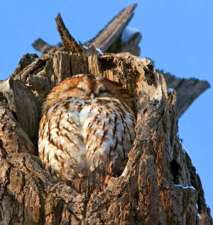 Tawny owl napping via Bird's Eye View at www.Facebook.com ...