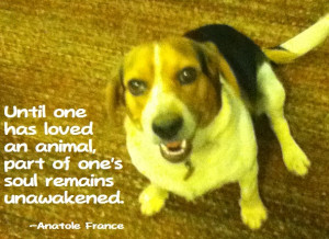 Anatole France quote about loving animals