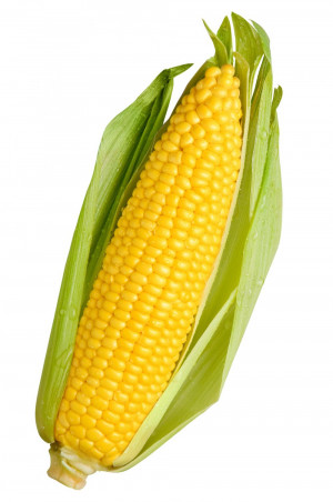 Is Our Sweet Corn GMO?
