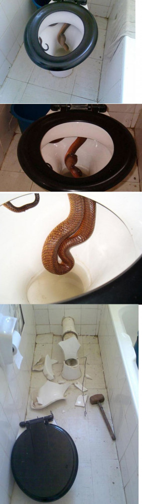 Funny photos funny scary big snake toilet
