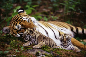 baby tiger pictures