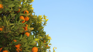Tree - Natural - Fruits - Oranges - Clementines - Wallpaper - Public ...