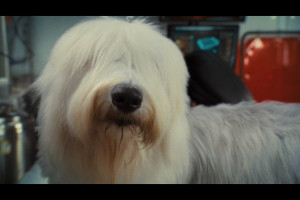 Voice Pare Cats And Dogs Butch