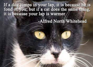 ... cat does the same thing,it is because your lap is Warmer.cat quotes