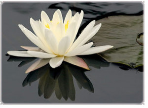 The lotus is an amazing flower. Not only is it a symbol of wisdom and ...