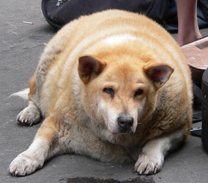 Fat Dog or Fat Cat? 6 Supplements To Speed Weight Loss