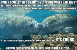 calming manatee manatee support supportive