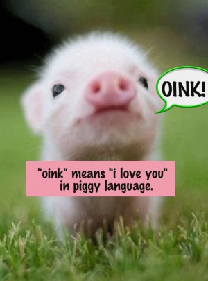... quote valentines day animal holidays language pet pigs adorable animal