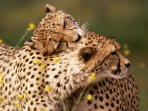 Surprisingly, male and female cheetahs have completely different ...