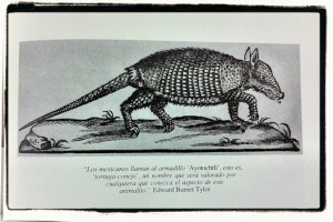 depiction of an armadillo. The text (a quote from Edward Burnet ...