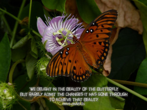 ... Quotes About Life: The Picture Of Butterfly And The Flowers With Quote