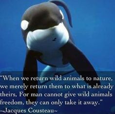 Blackfish - Animals should not be kept in captivity! The only ...