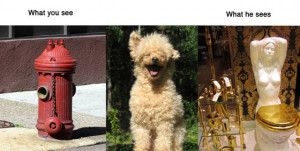 human testing animal vs human animal vs human communication human ...