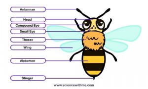 ... Bees Theme, Bees Charts, Anatomy Of A Bees, Linda Projects, Honey Bees
