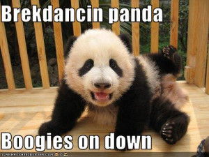 Funny panda bear