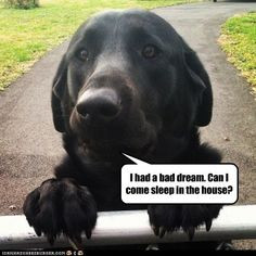 black lab pics has a hotdog black lab loldogs n cute puppies funny dog ...