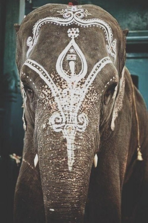 ... hippie boho indie elephant nature earth bohemian indian elephant