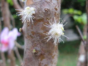 An Unusual Tree with Fruits on the Trunk (10 pics)