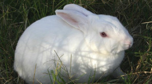 ... of cute happy pet animals and i made a couple pets happy pet rabbit