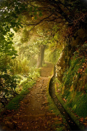 forest, green, nature, path, woods