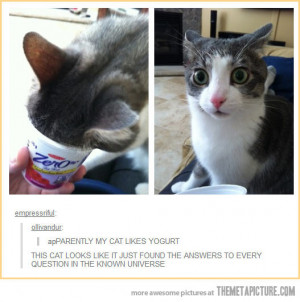 Funny photos funny cat surprised face yogurt