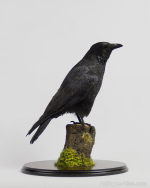 Description Modern taxidermy specimen of a Carrion crow.