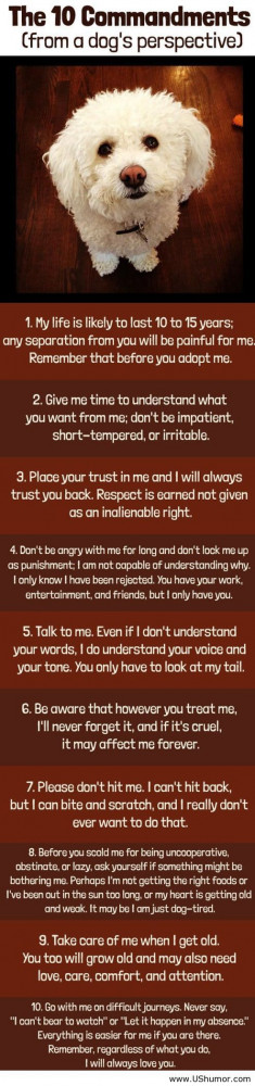 Funny Dog Pictures With Quotes About Happiness: Funny Dog Perspective ...