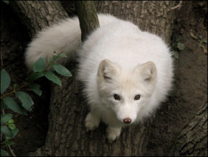Fat?No, fluffy baby arctic fox by *woxys