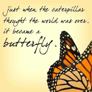 Butterflies are the most beautiful thing I've ever seen yet very ...