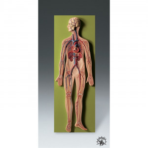 Circulatory System Model Anatomical Chart Company HS10